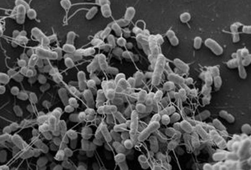 bacteria-cells-with-nanotubes.jpg