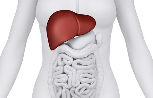 diagram-of-liver.jpg