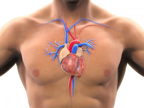 man-with-cardiovascular-system.jpg