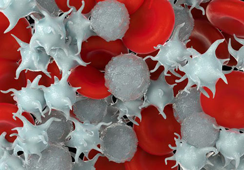 platelets-in-the-blood.jpg